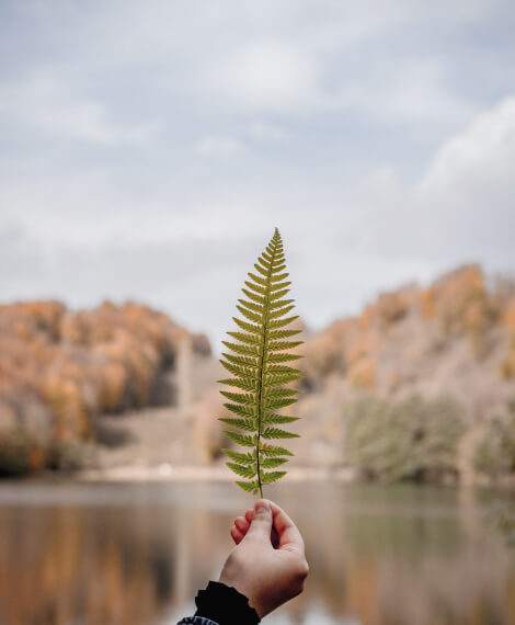 Hjem Leaf